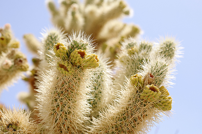 ashleigh-leech-someform-cholla-cactus-joshua-tree-08